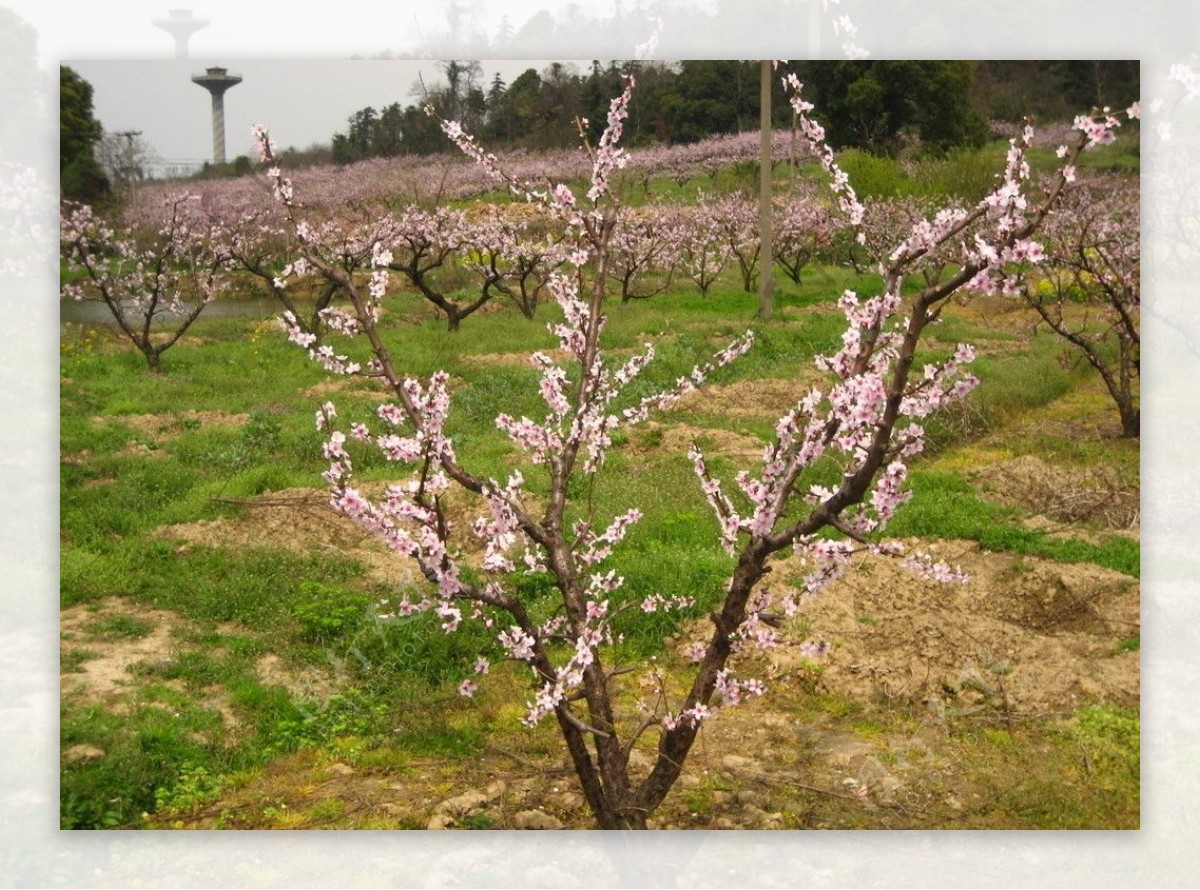 桃树近景图片