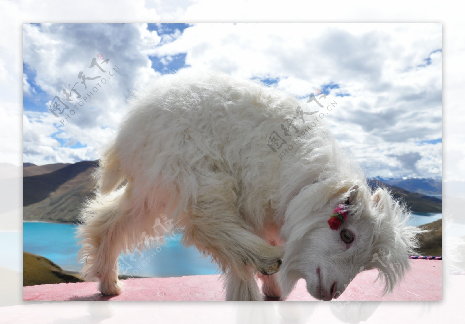 西藏摄影作品小羊图片