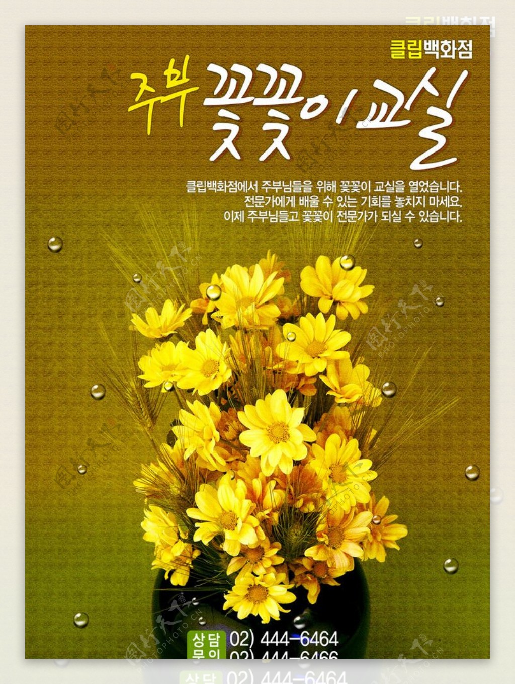 韩国菊花素材图片