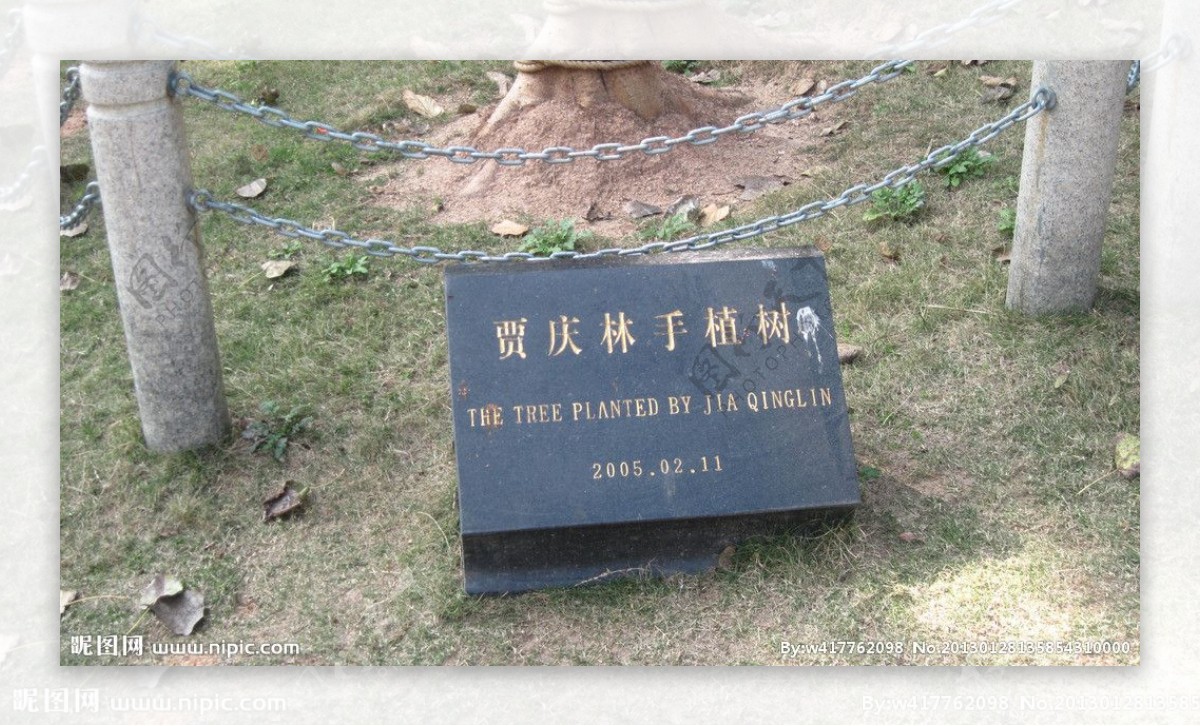 贾庆林手植树图片