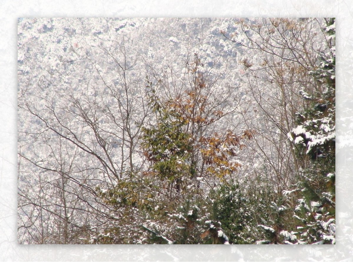 雪景图片