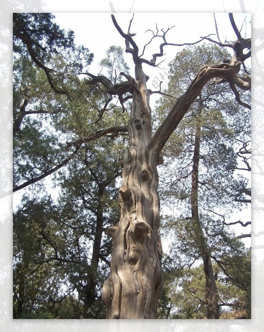 钟沟万年栎-河南古树名木-图片