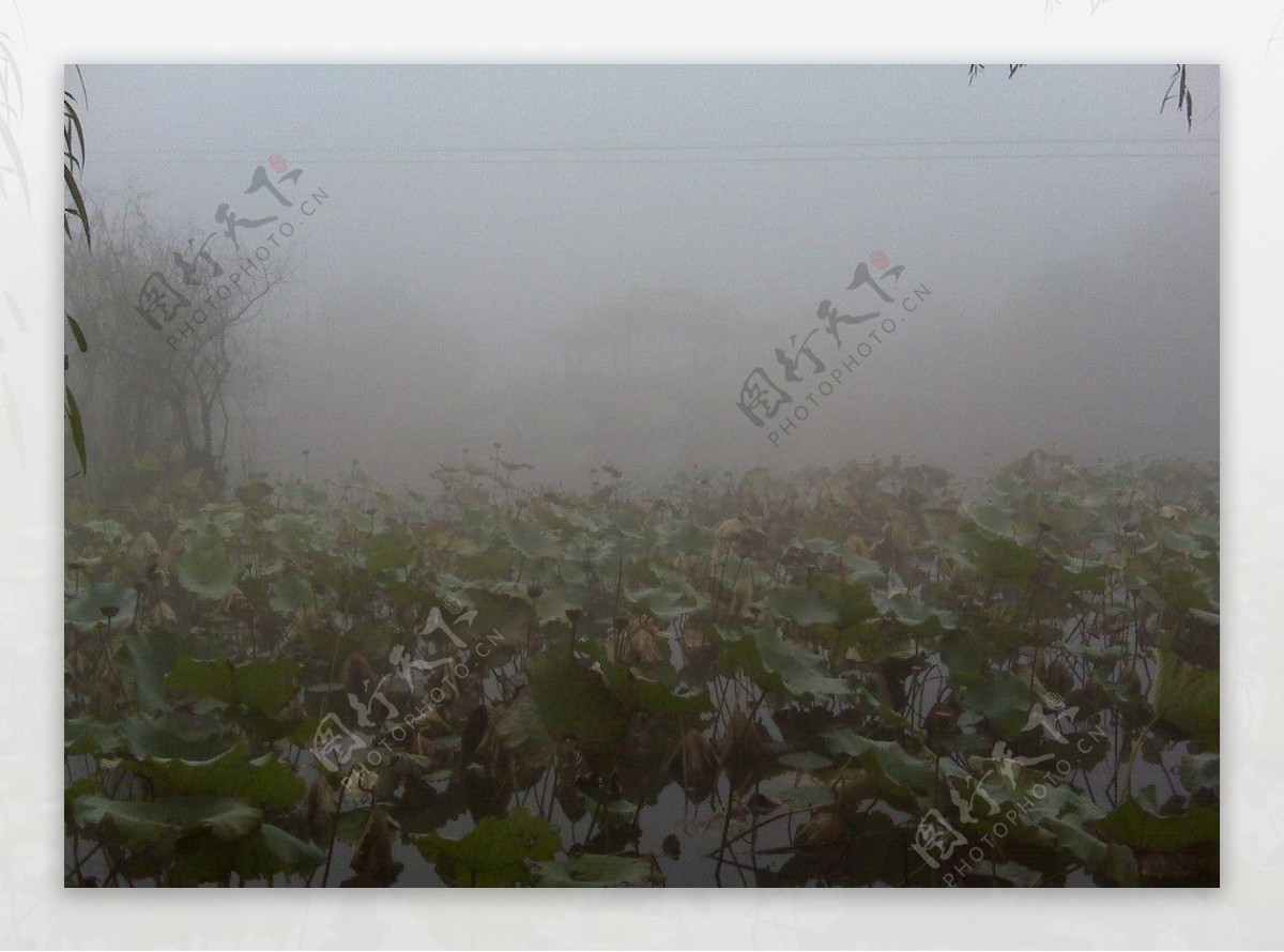 荷塘秋雾图片