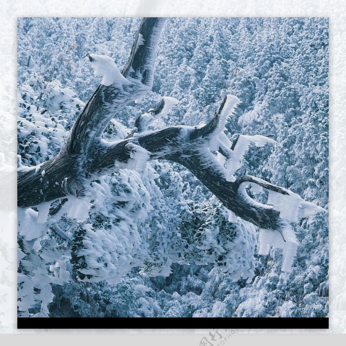 堆满雪霜的树干图片