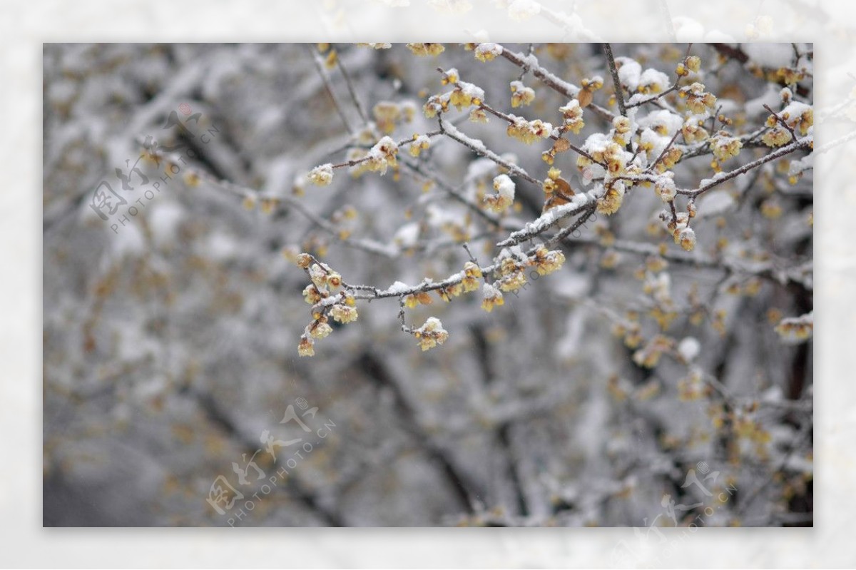 雪腊梅图片