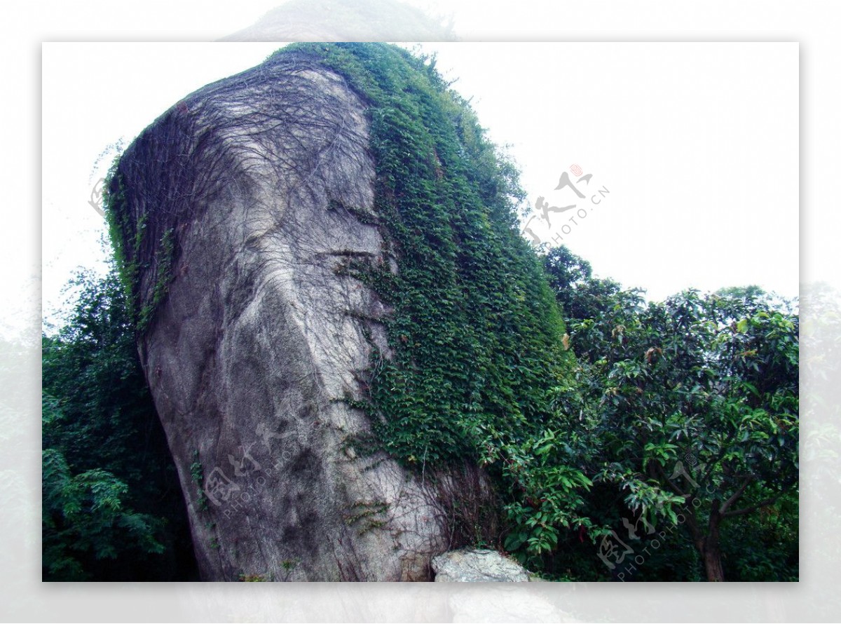 石头与藤的浪漫一生图片