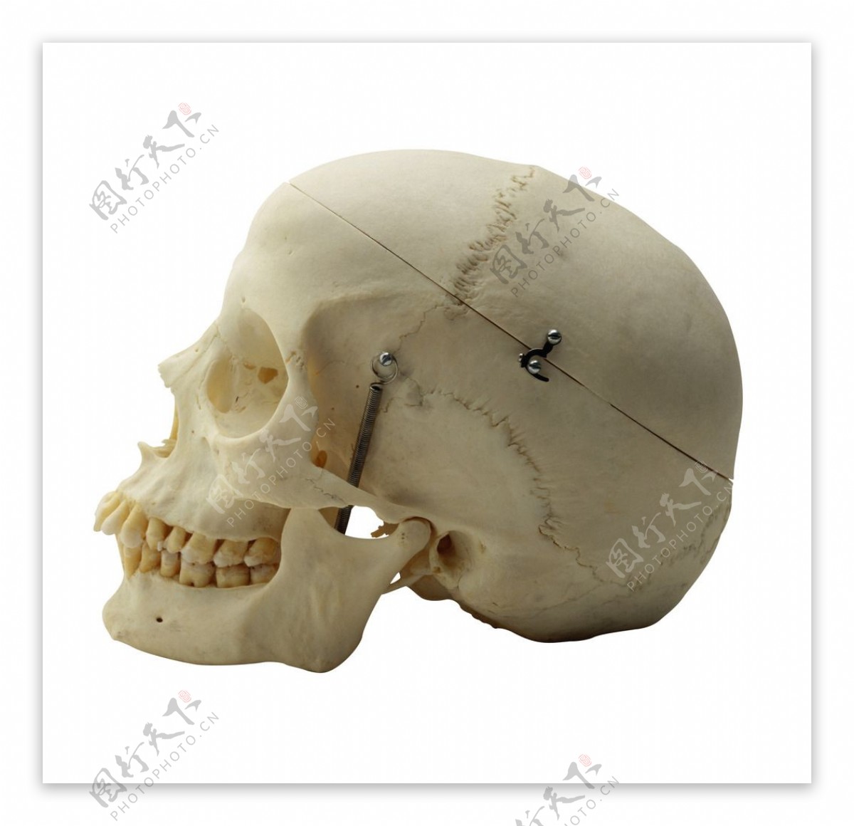 头骨模型图片