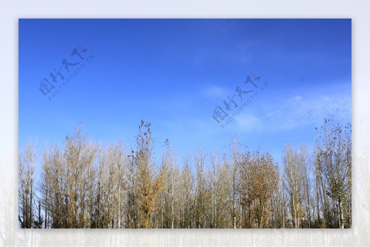 蓝天下的白杨树图片