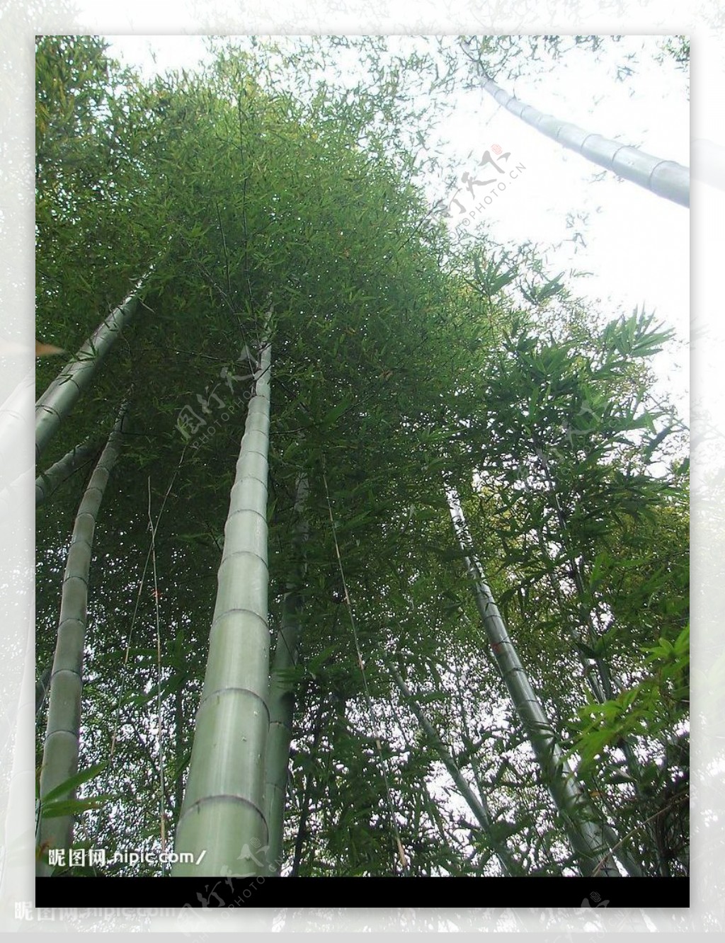 竹子绿竹节节高升竹子特写图片