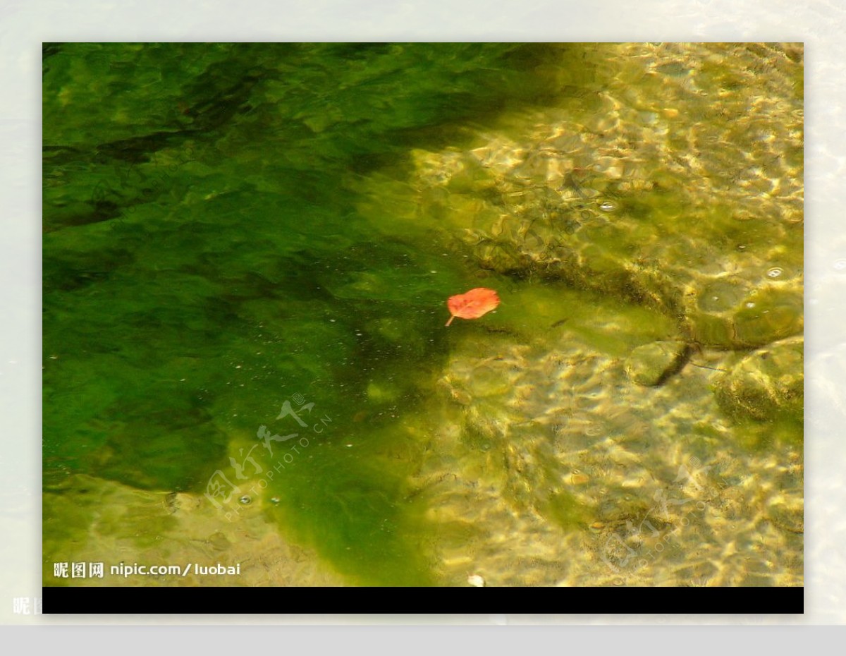 水中落叶红图片