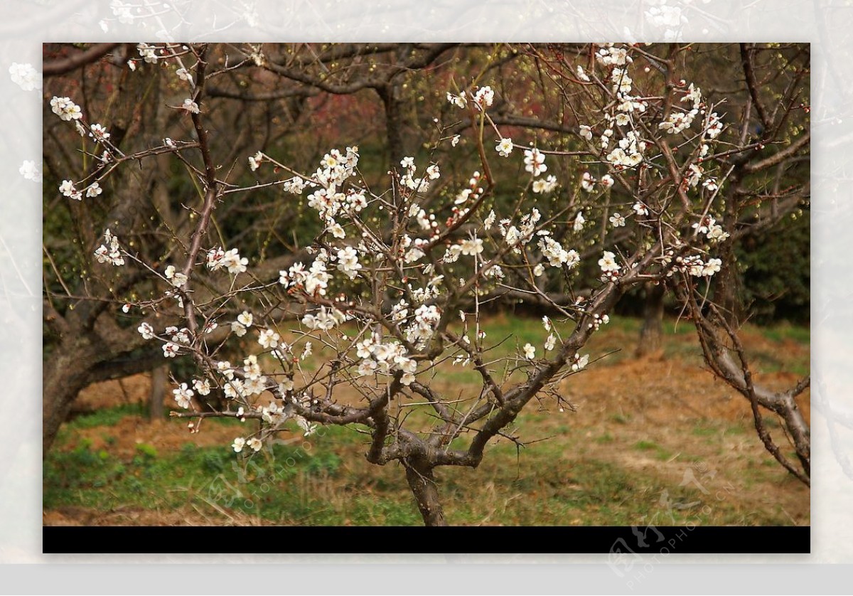 小梅花树图片