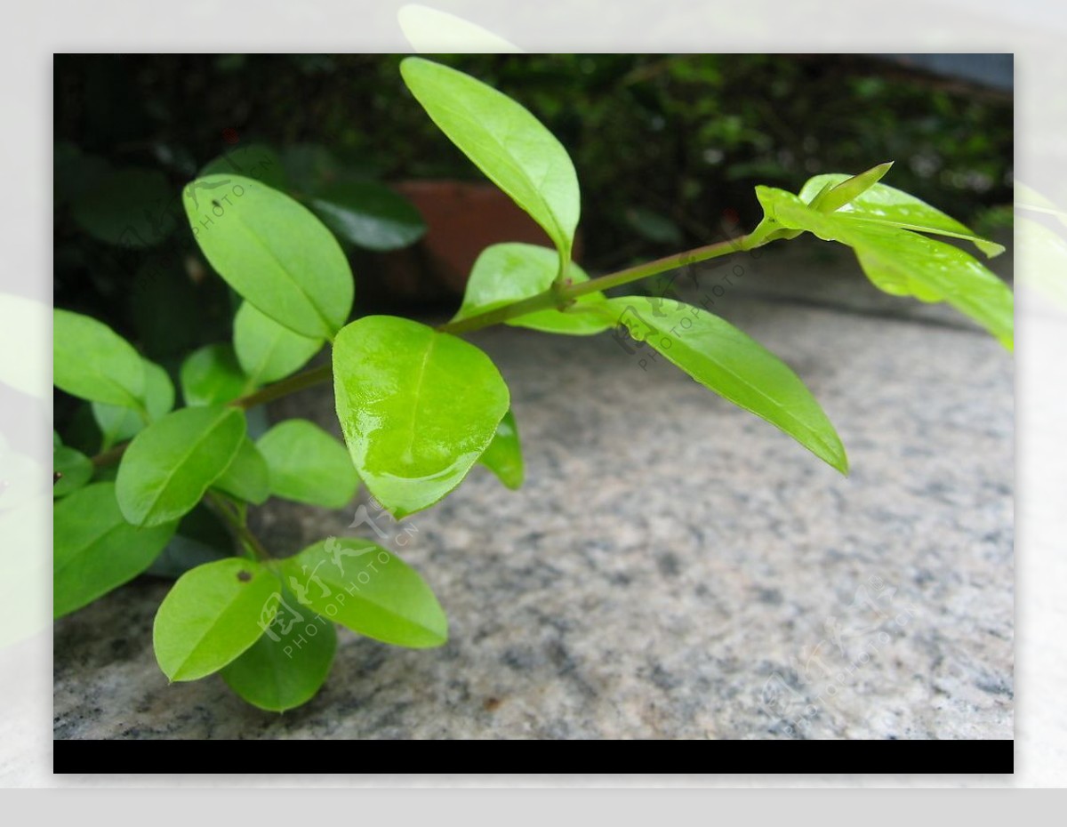 雨后绿束图片