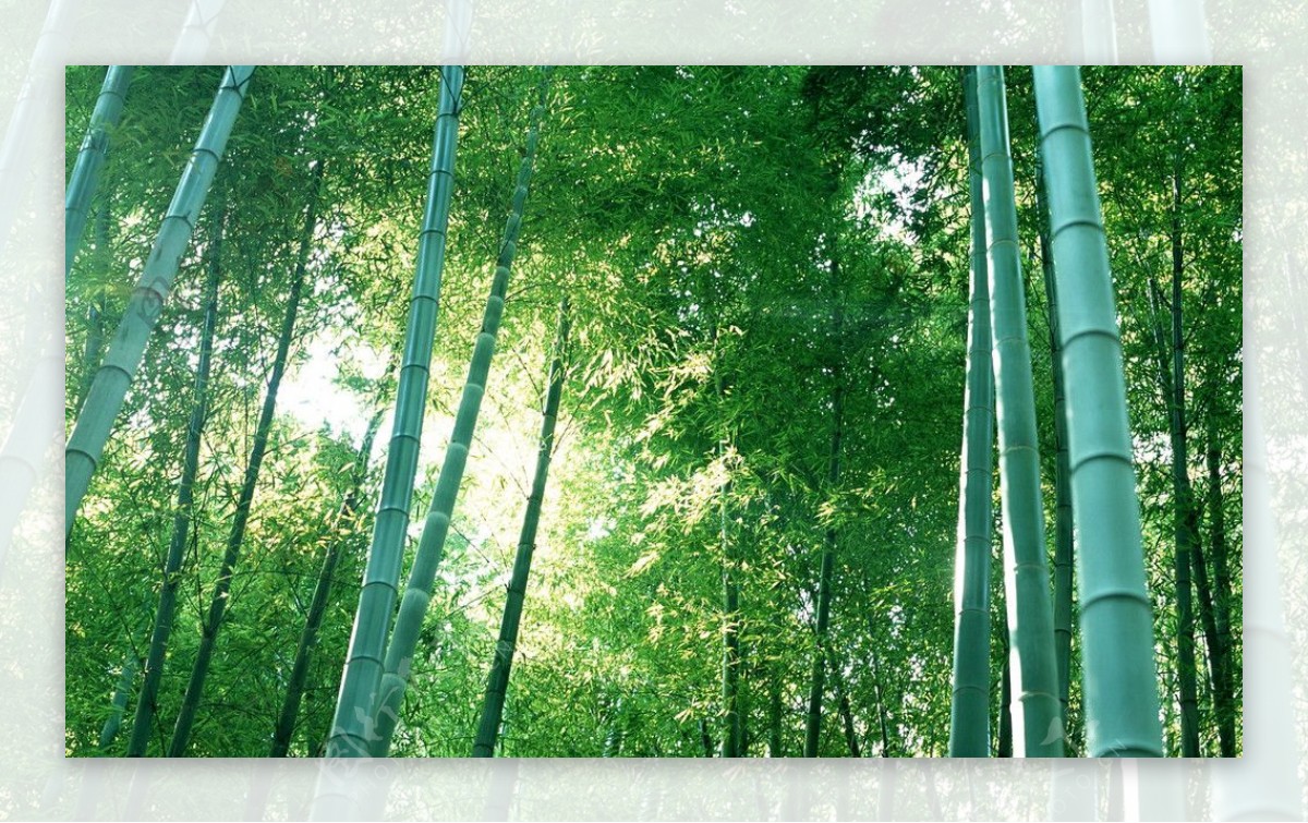 竹林景图片