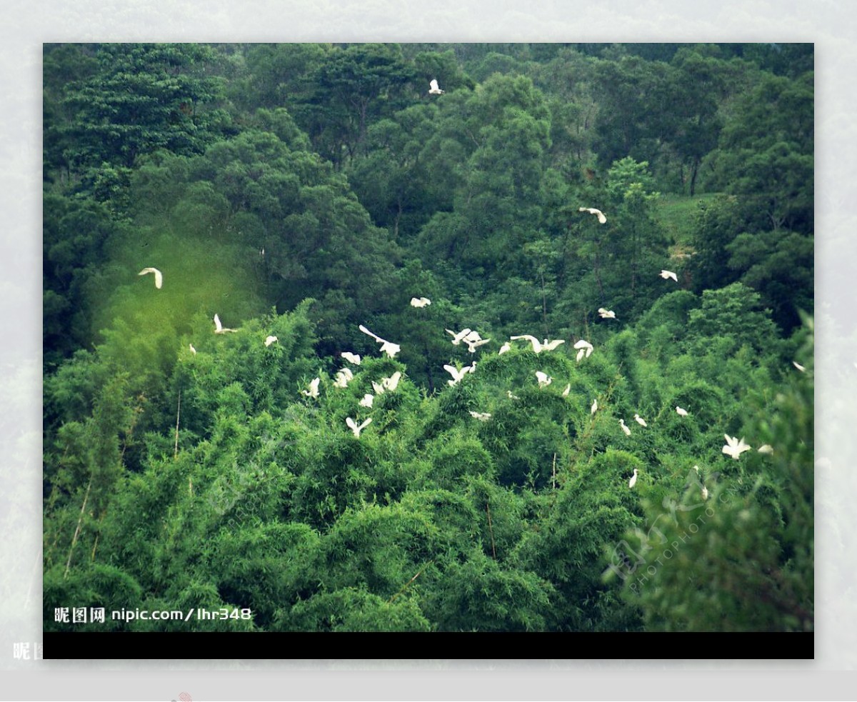 1棵500年榕树占地20亩，100多种鸟类的乐园，就是广东的小鸟天堂_新浪旅游_新浪网