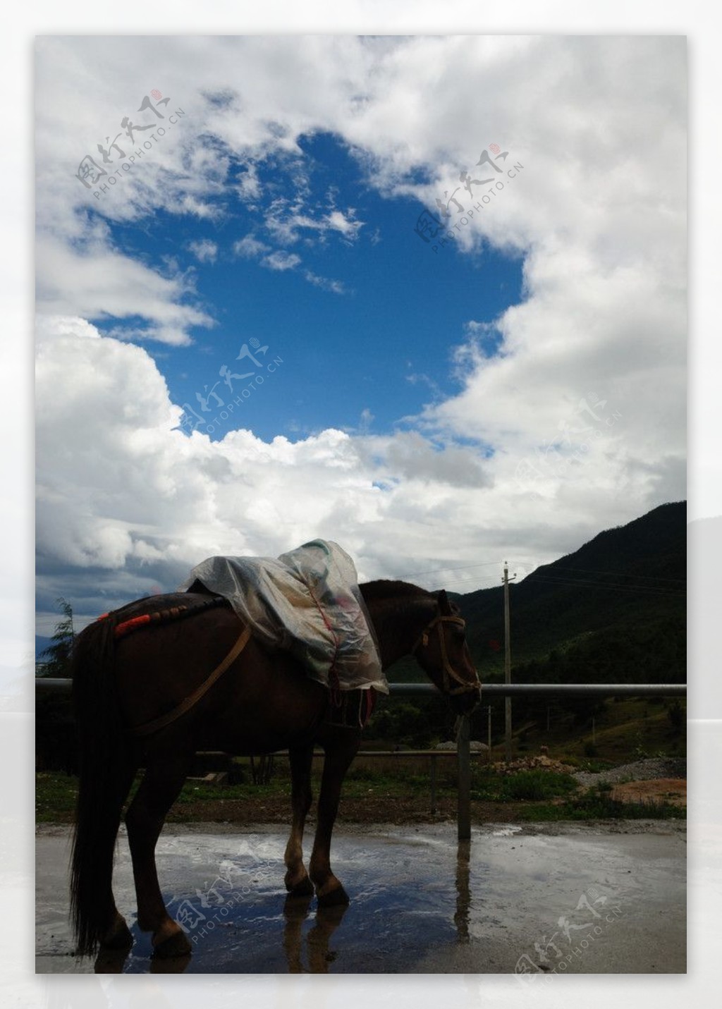 云南丽江玉水寨山坡上的马匹图片
