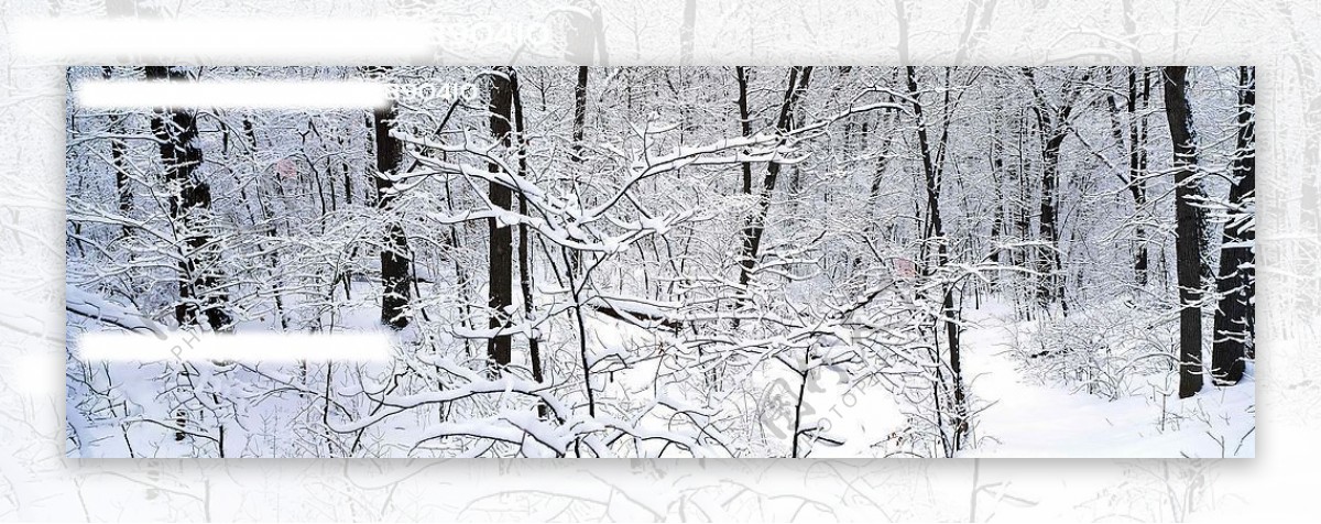 白色雪树图片