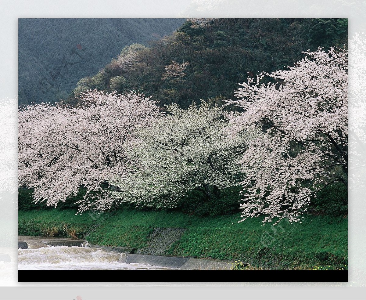河边梨树开花图片