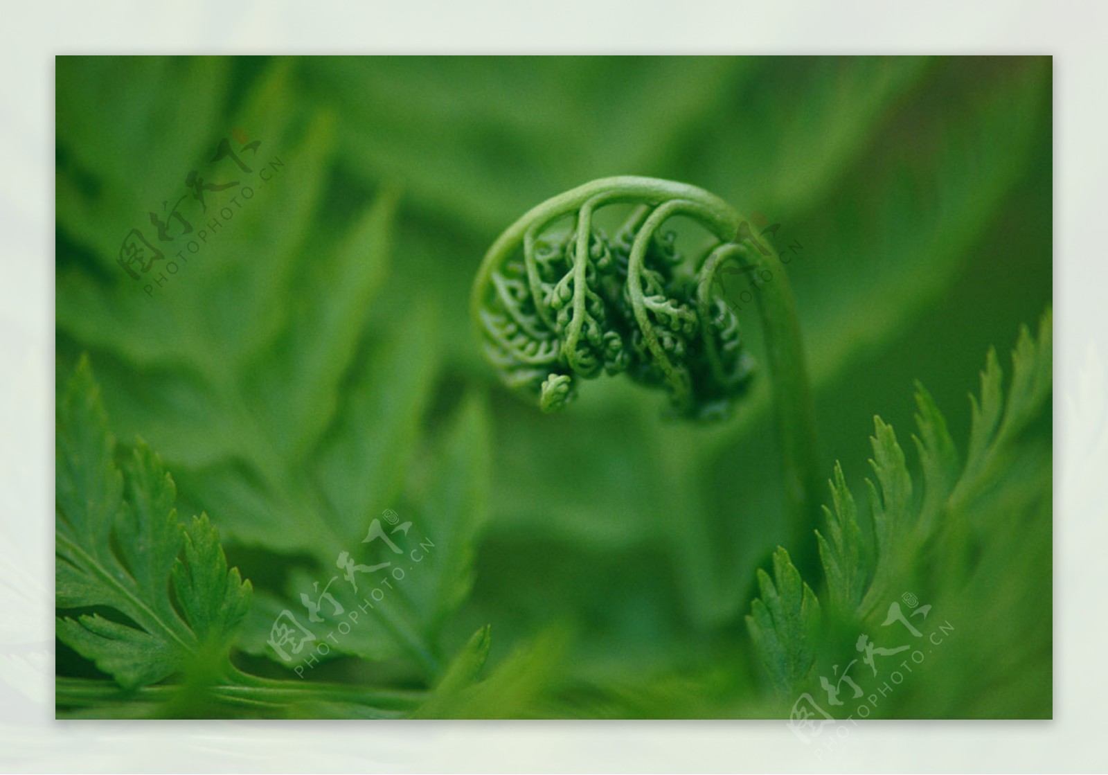 绿色蕨菜图片