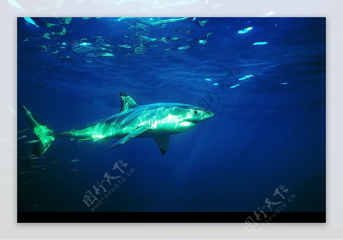 海底世界鱼95图片