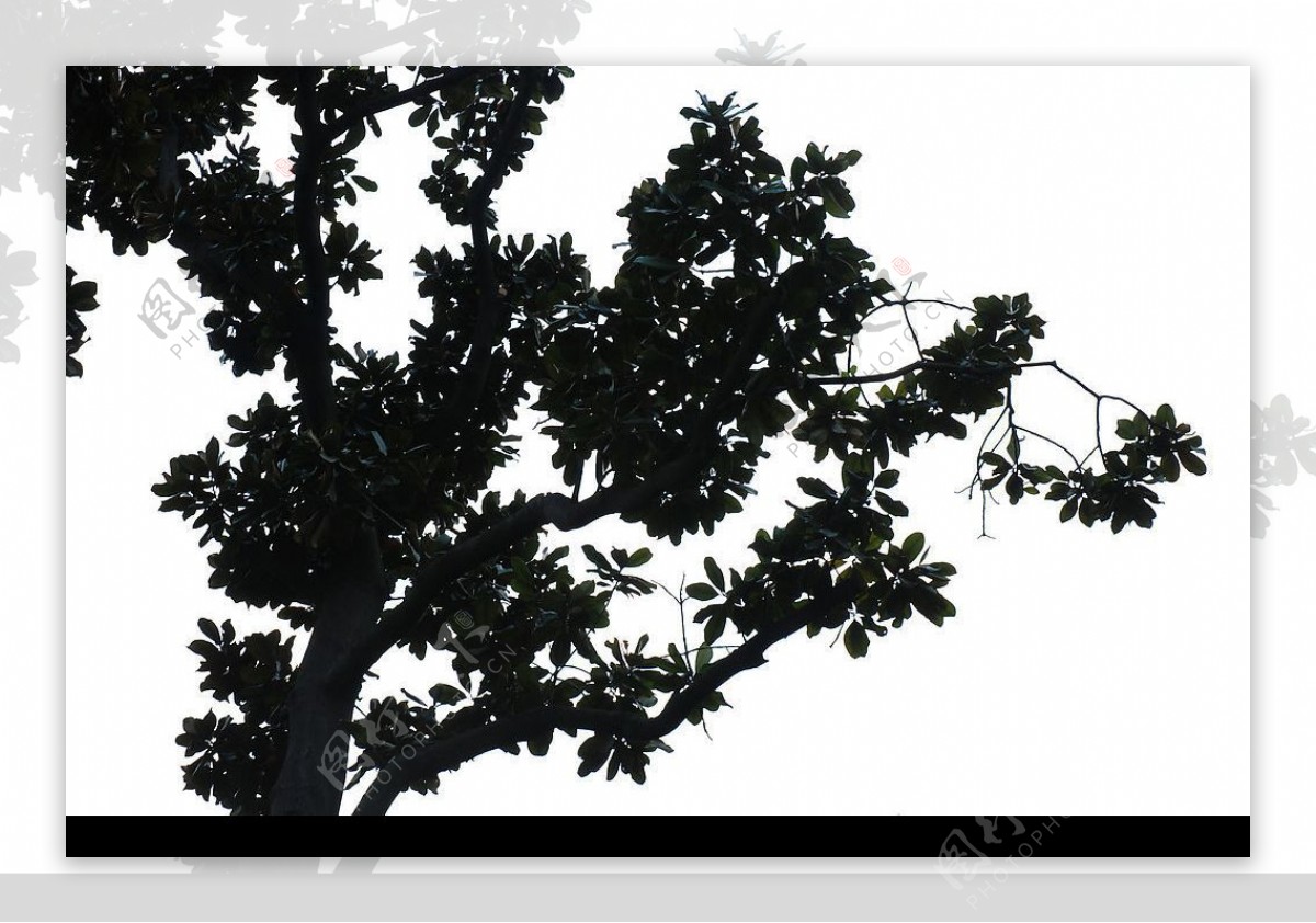 艺术风景深秋白玉兰树图片