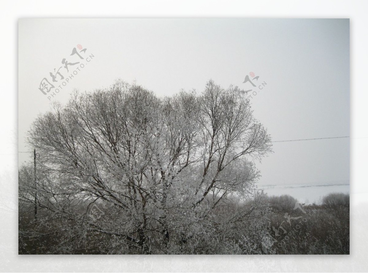 鹤城雾松一颗大树图片