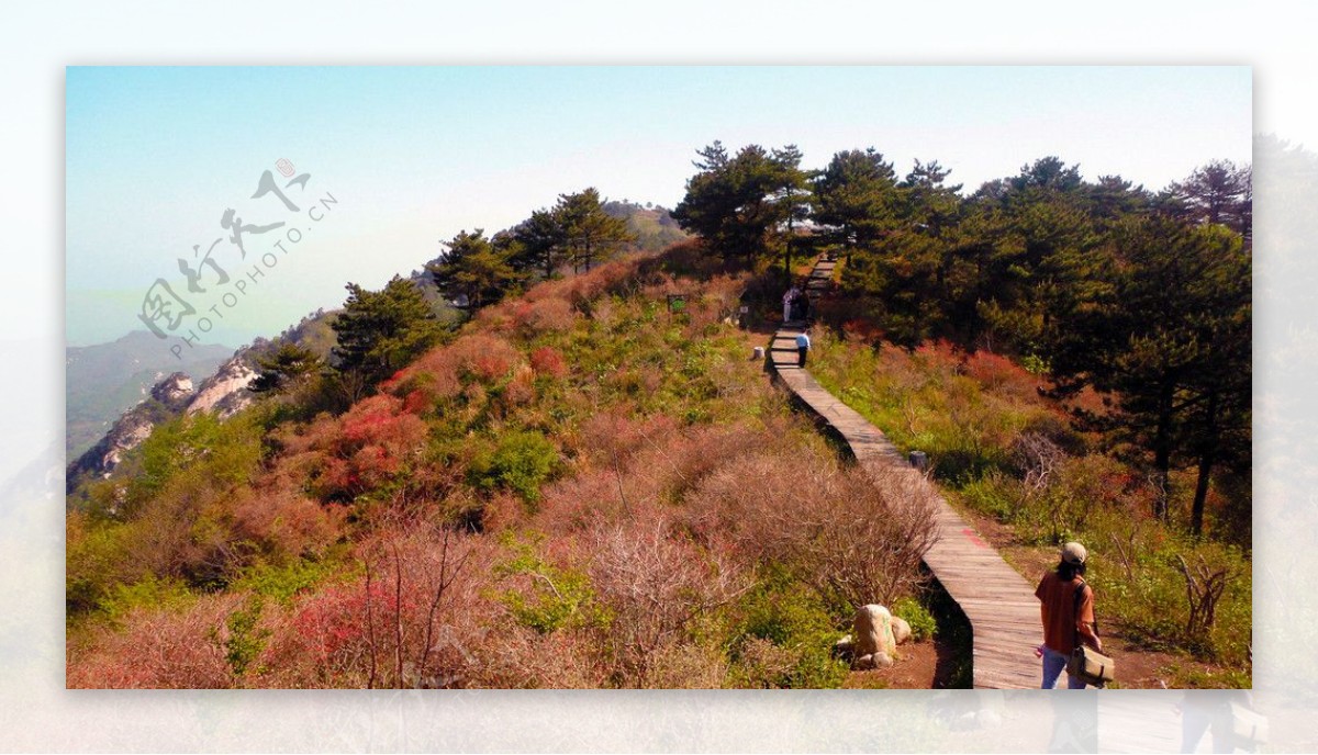 大别山杜鹃节图片