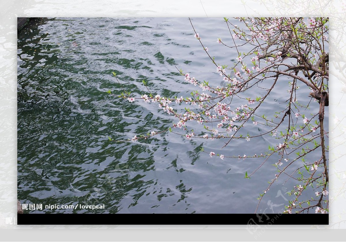 桃花湖水图片