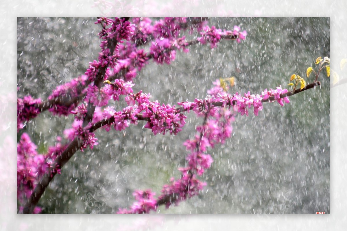 桃花雪图片