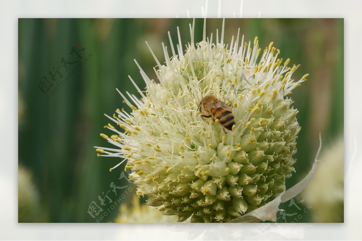 大葱花上的蜜蜂图片