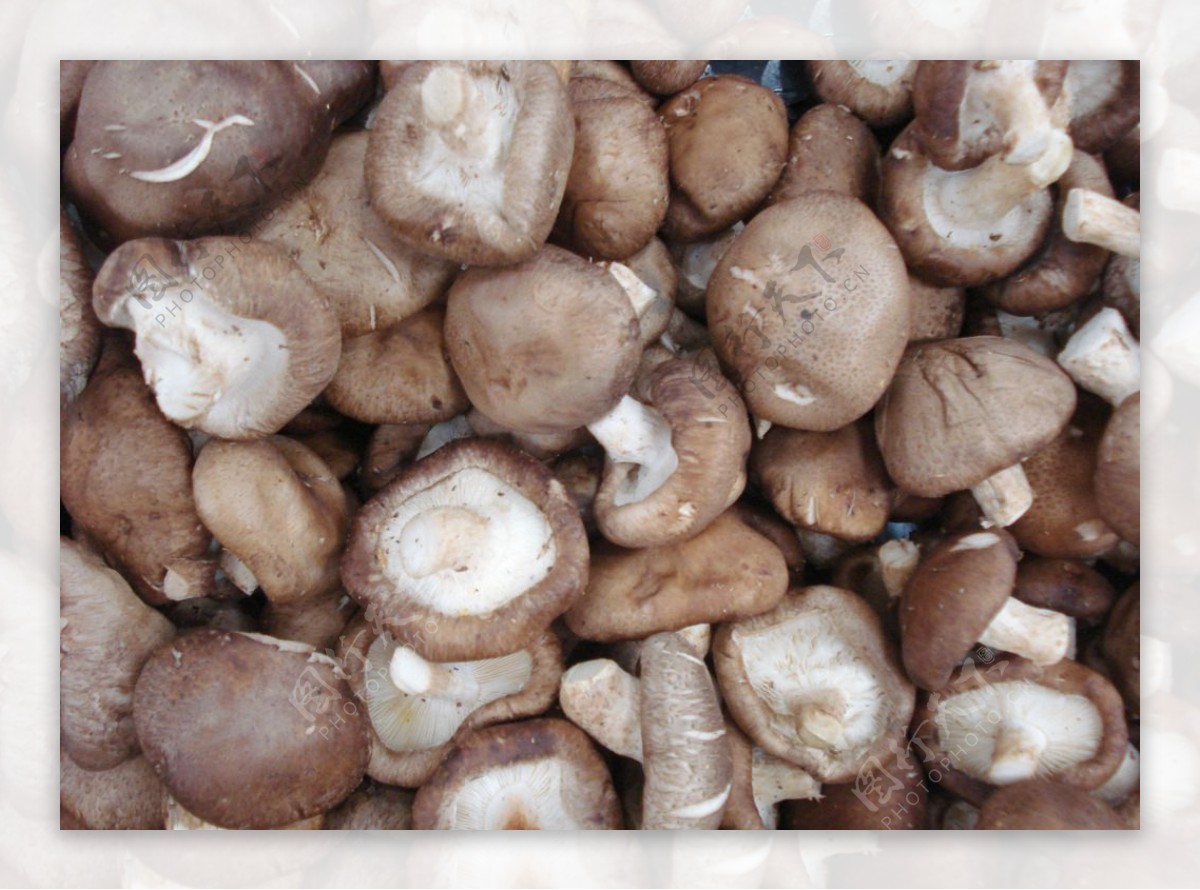 常吃的20种蘑菇的种类（菜市场菌类大汇总）