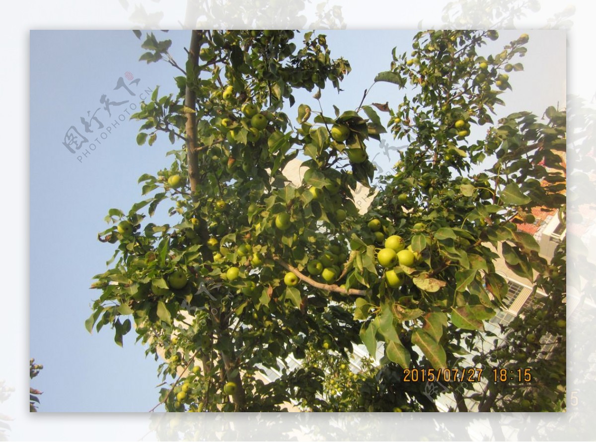 一个小女孩在果园的树上摘苹果照片摄影图片_ID:141457088-Veer图库