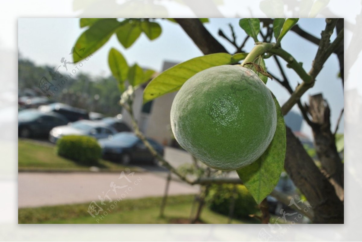 夏初的化州橘红果图片