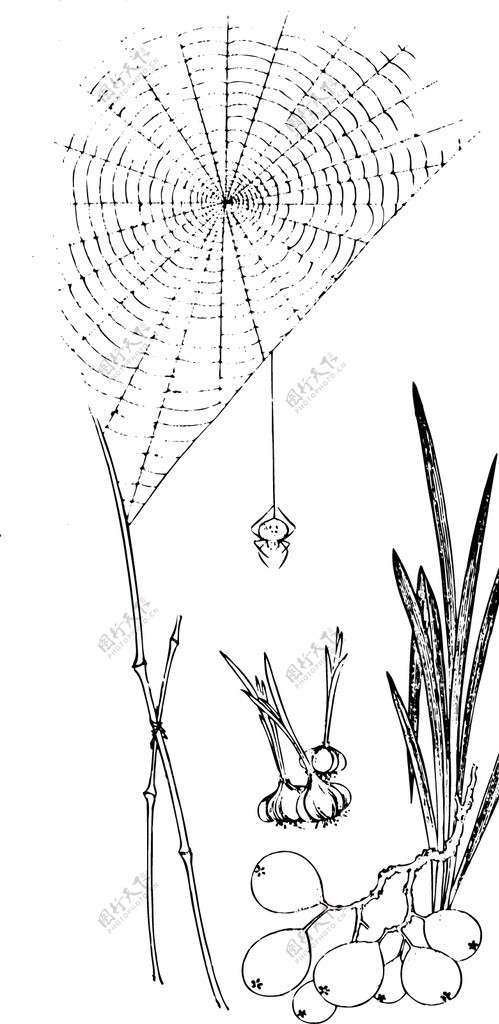植物蜘蛛网古代人物图片
