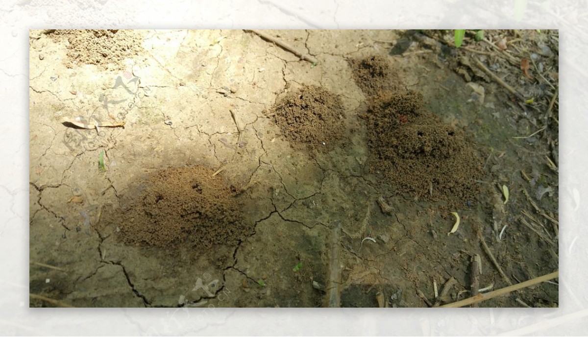 土地上的蚂蚁洞穴图片