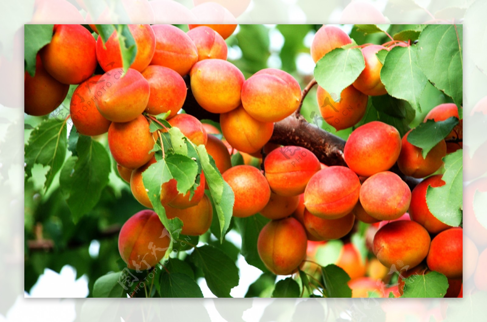 杏子树上的绿色杏子 - 免费可商用图片 - CC0素材网
