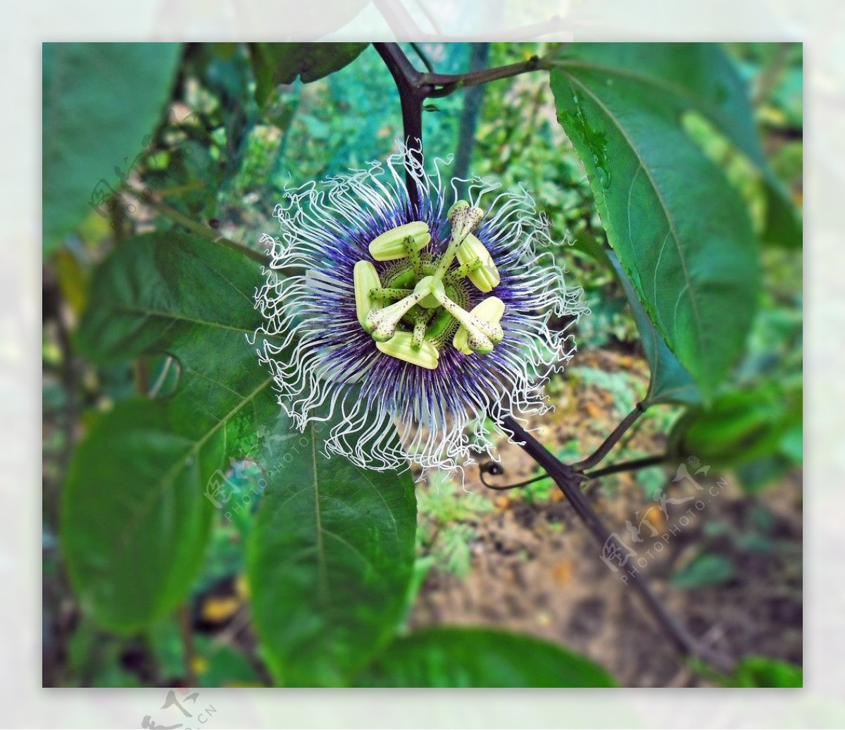 鸡蛋果花图片