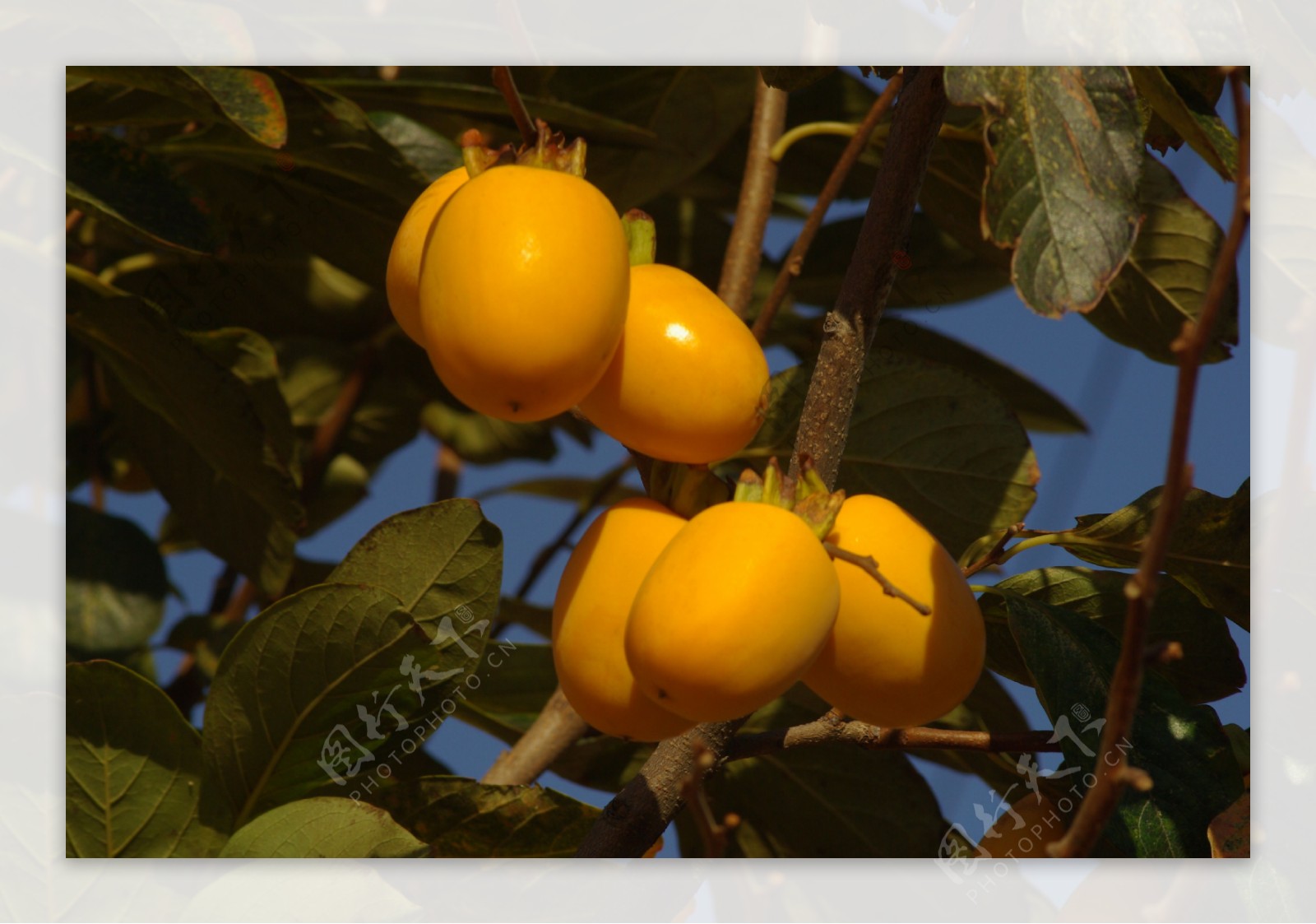 金秋十月柿子黄图片