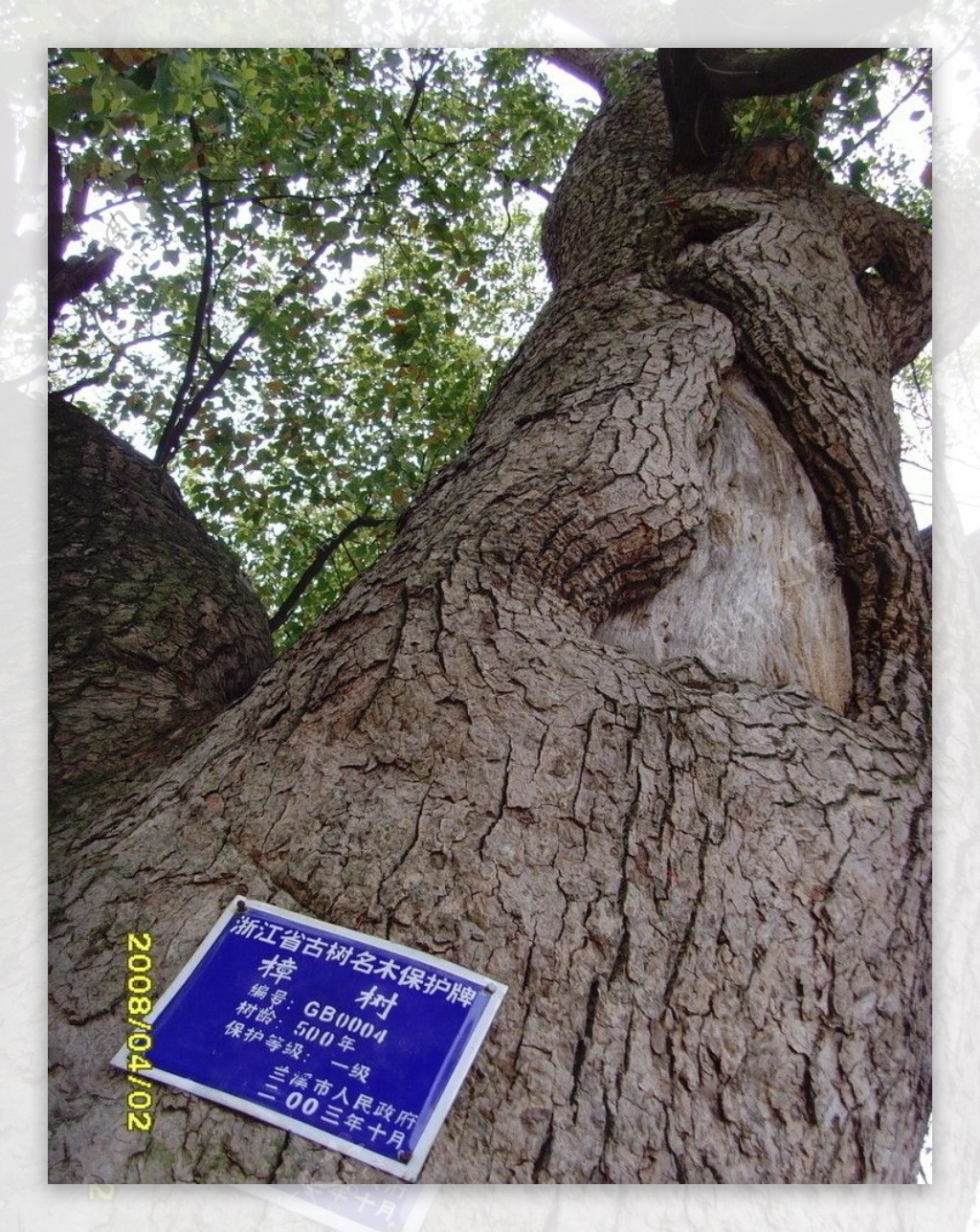 浙江500年古樟树图片