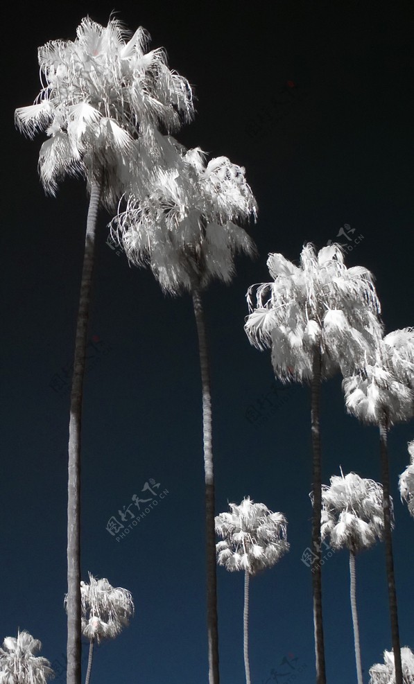 风景名胜建筑景观自然风景旅游印记拉霍亚加州红外棕榈树图片