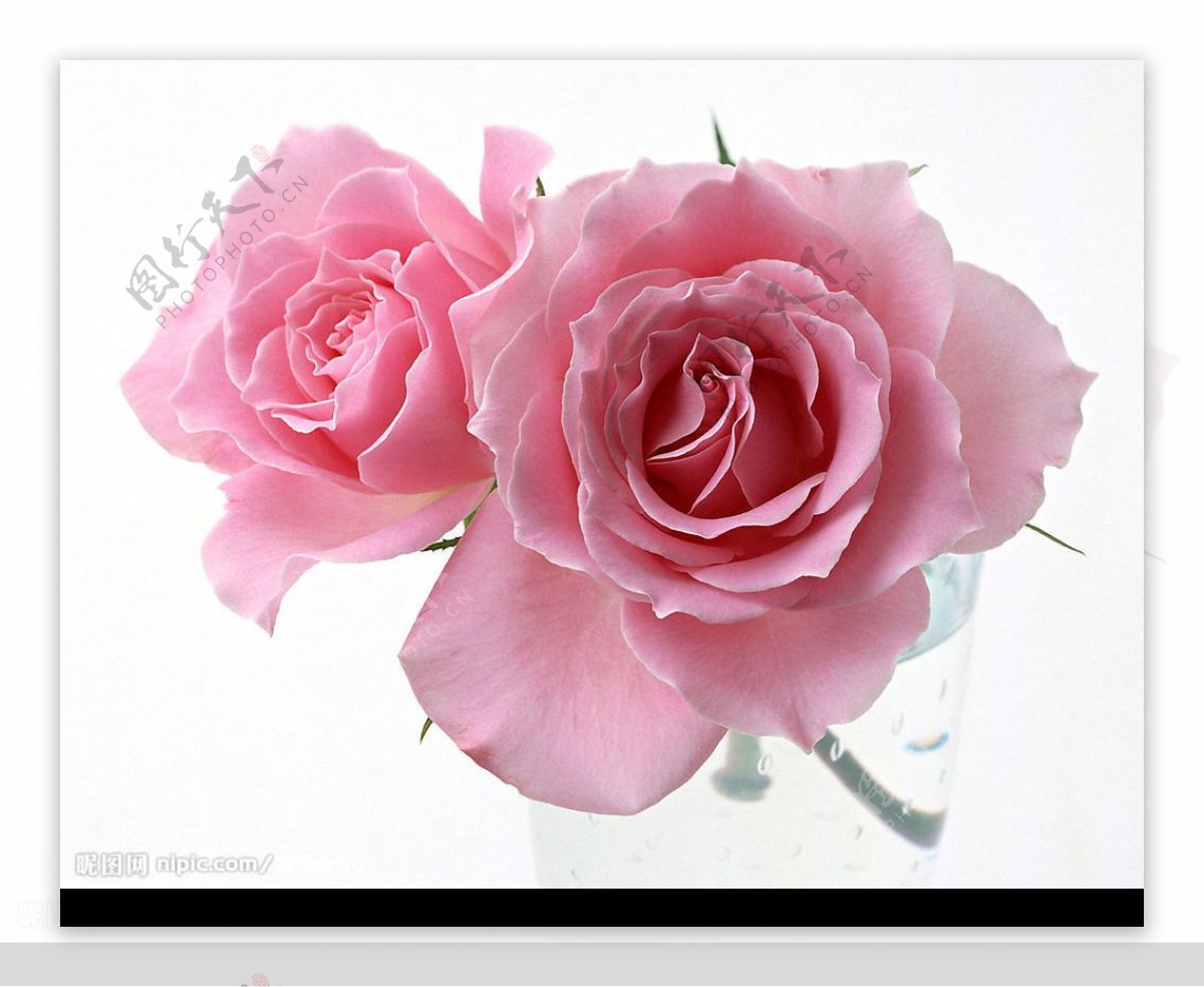 玫瑰粉色玫瑰图片