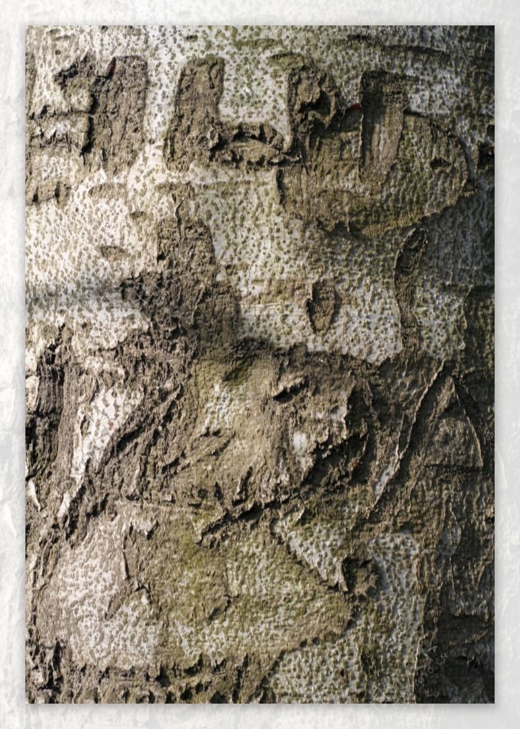 树皮纹理背景图片