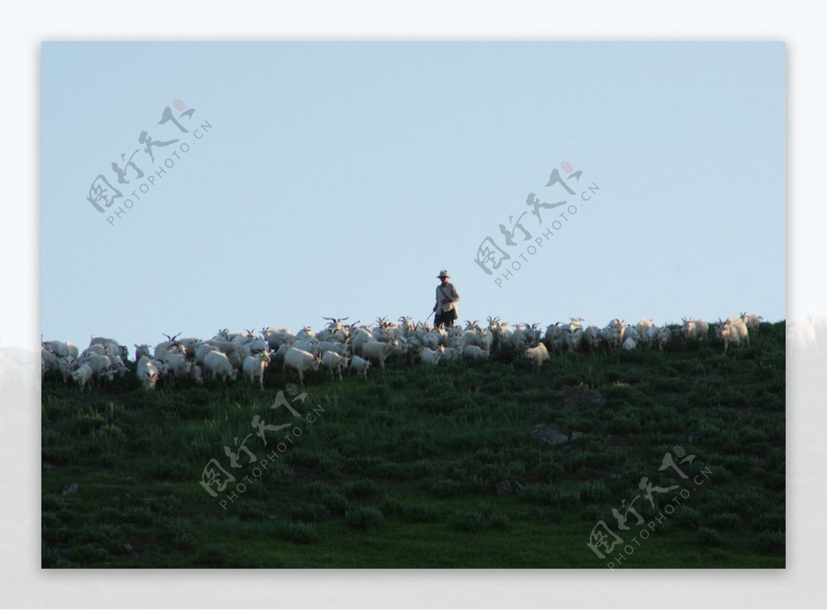 科尔沁草原牧羊归来图片