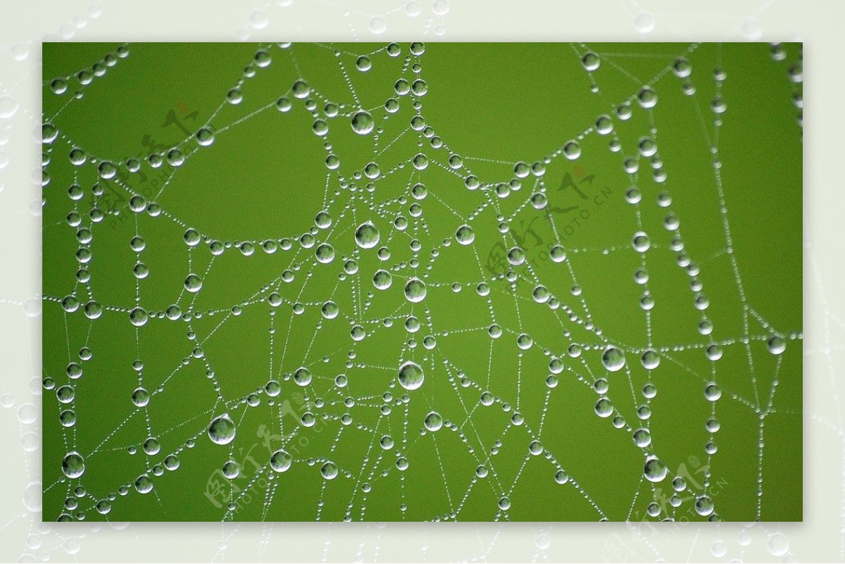 贴满水珠的蜘蛛网图片