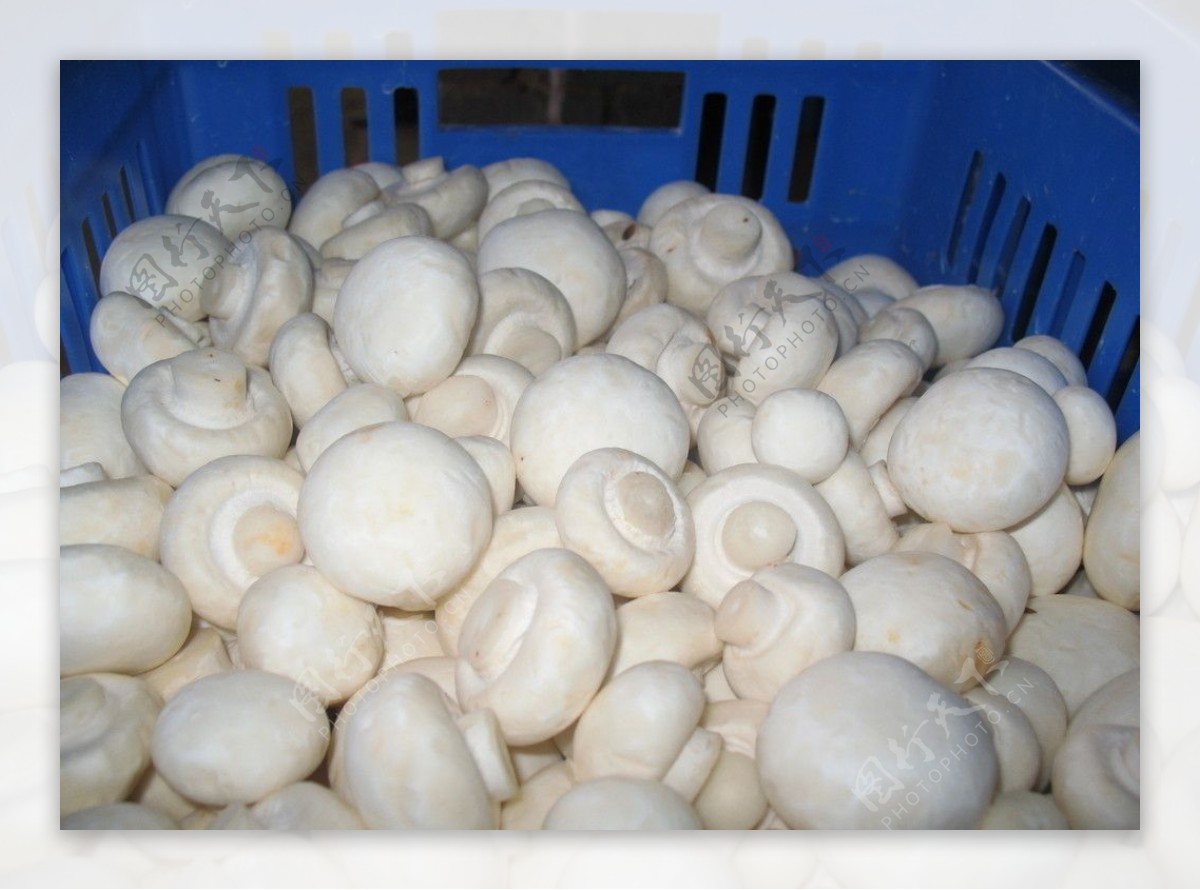 双孢蘑菇图片