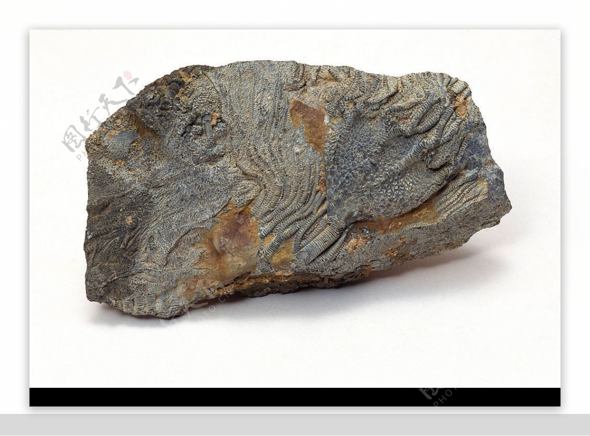 海生物化石图片