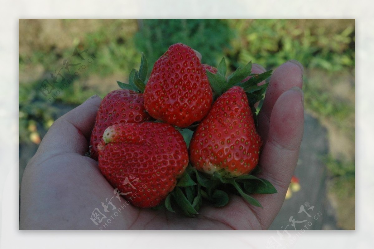草莓熟了图片