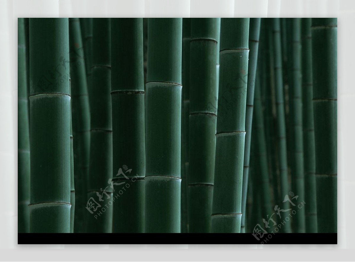 竹节图片