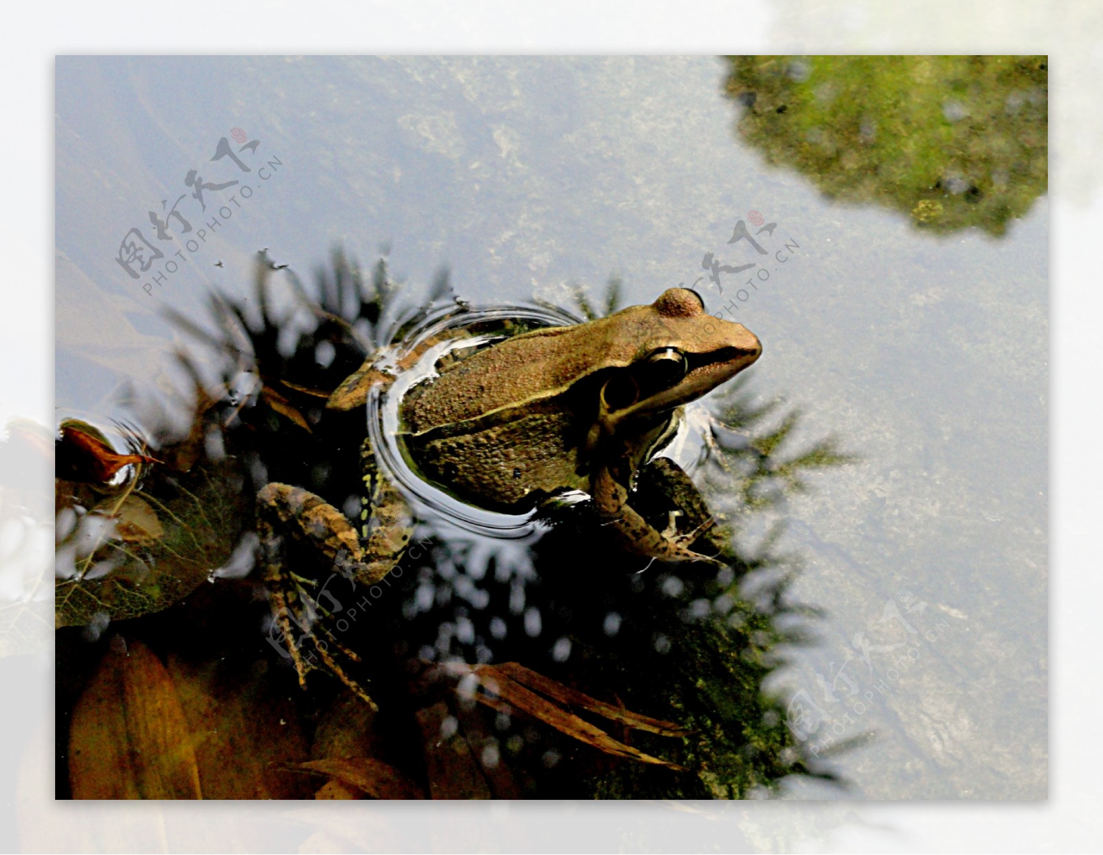 中国林蛙-中国两栖动物及分布-图片