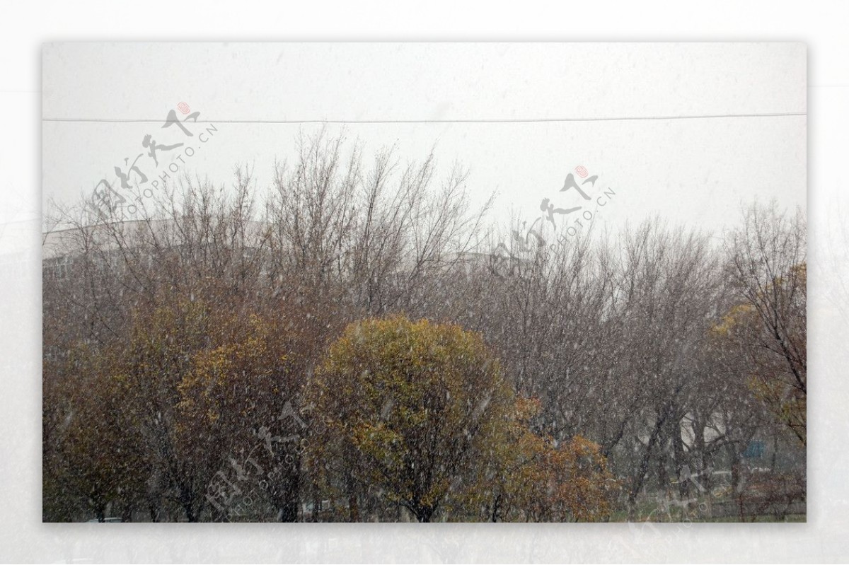 下雪树木风雪雨夹雪冬天图片