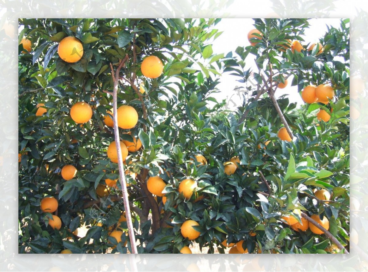 树上的脐橙图片